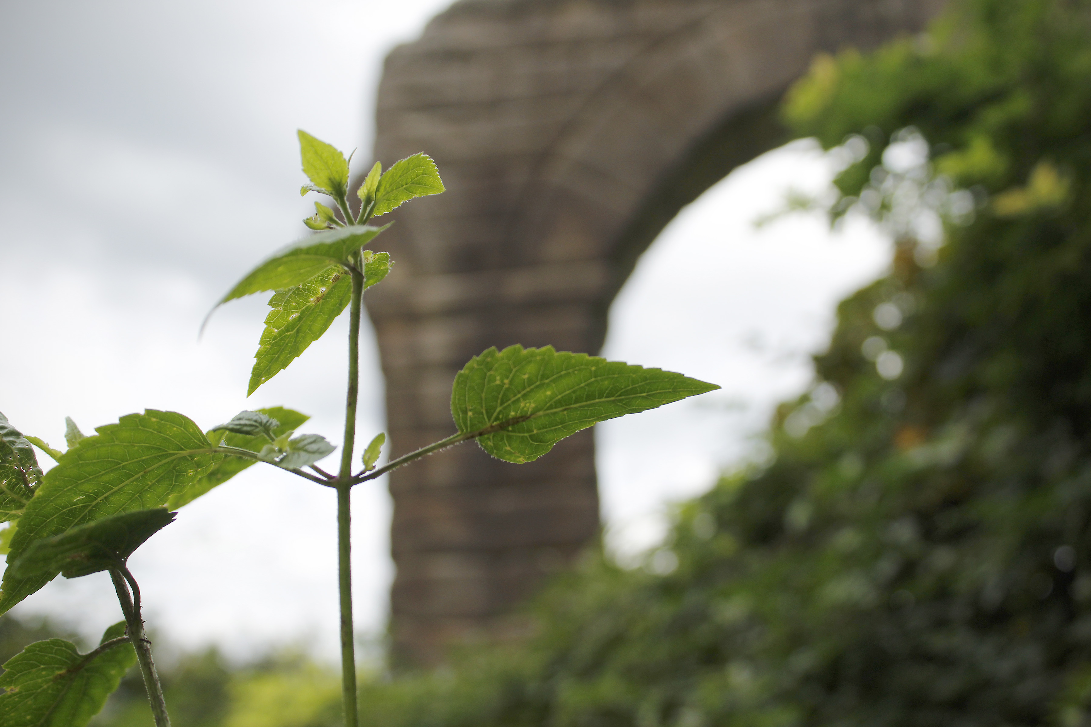 Plants in the ruins