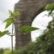 Plants in the ruins